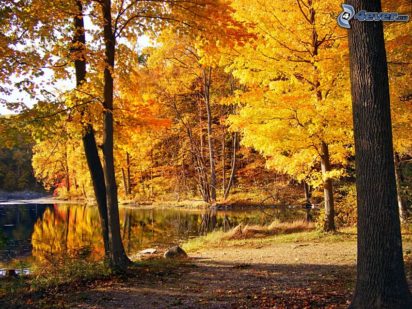 Lago nel bosco, bosco giallo d'autunno, marciapiede