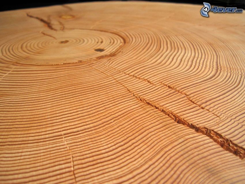 legno, anelli di accrescimento annuale, crepa