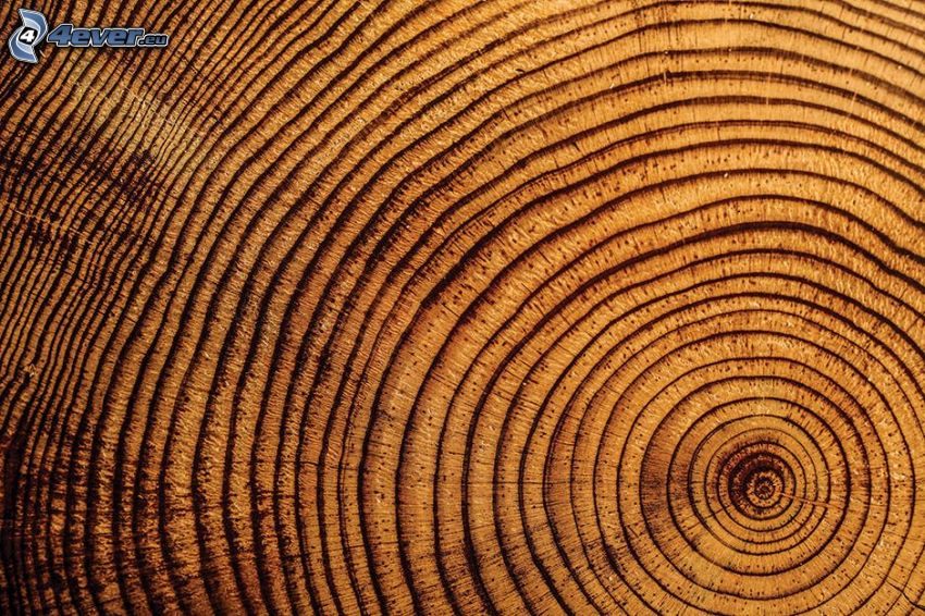 legno, anelli di accrescimento annuale