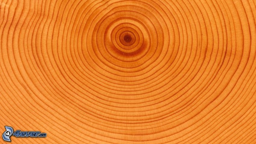 legno, anelli di accrescimento annuale