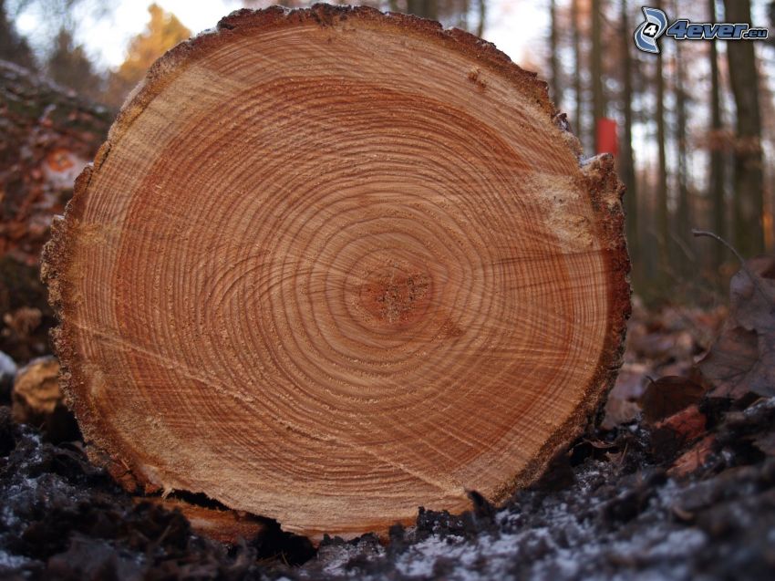 legno, tronco, anelli di accrescimento annuale