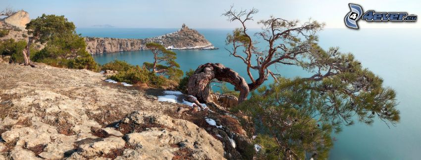 costa rocciosa, albero, vista sul mare