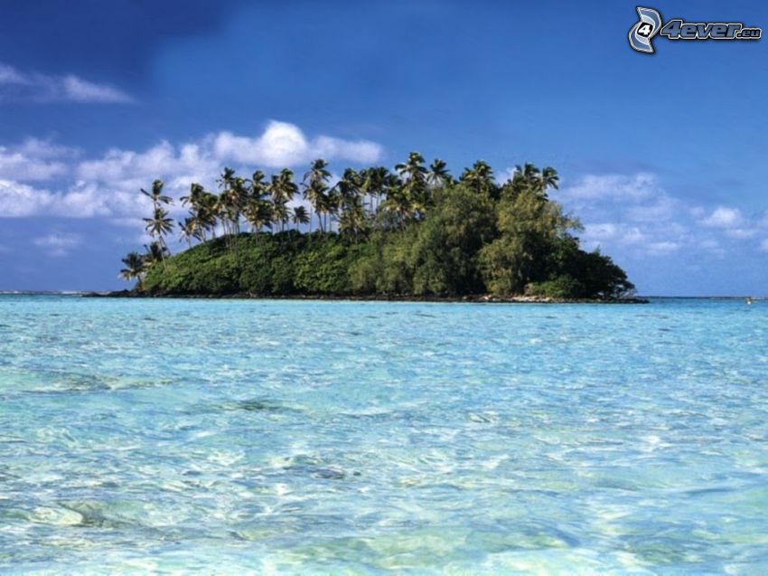 isola di palme, mare azzurro