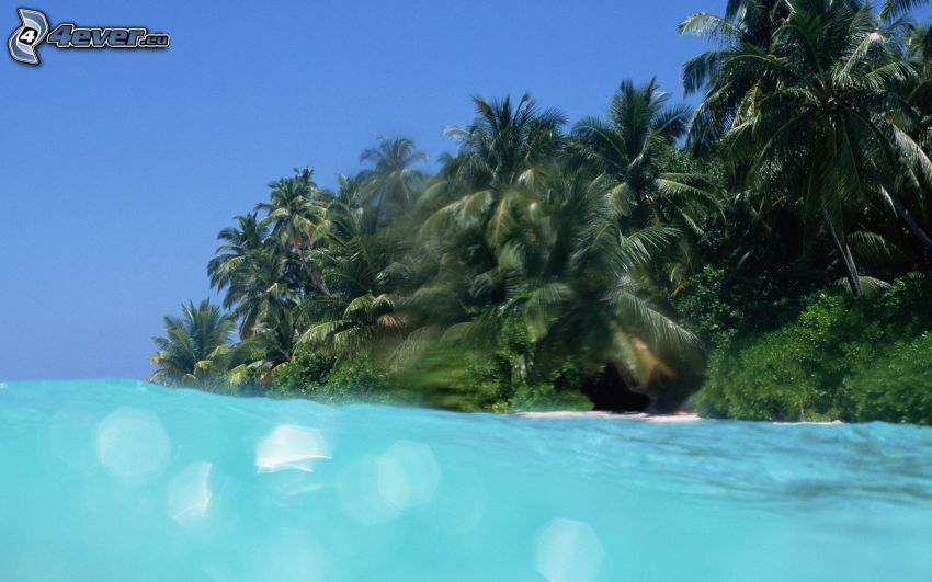 isola di palme, mare azzurro