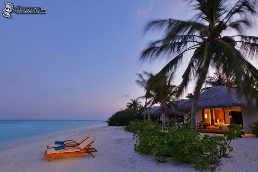 Maldive, spiaggia dopo il tramonto, spiaggia sabbiosa, lettini, casa, palme