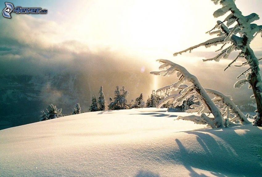 montagna innevata, alberi coperti di neve