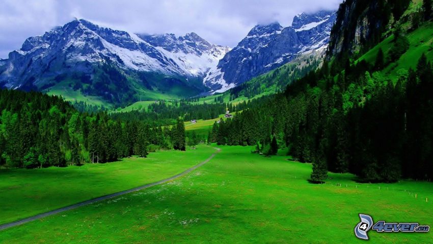 Alpi, montagne rocciose, prato, bosco di conifere