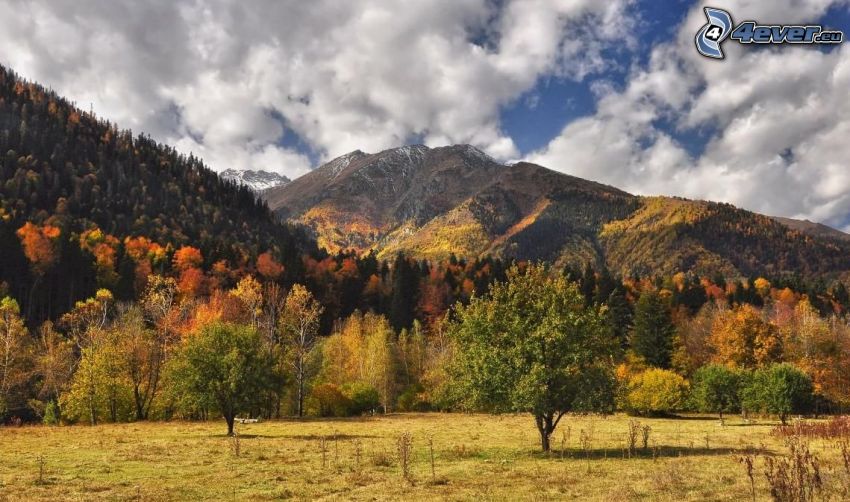 colline, alberi colorati d'autunno