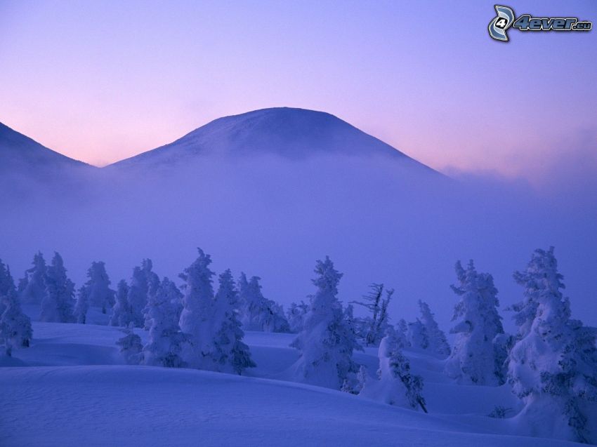 montagna innevata, alberi coperti di neve