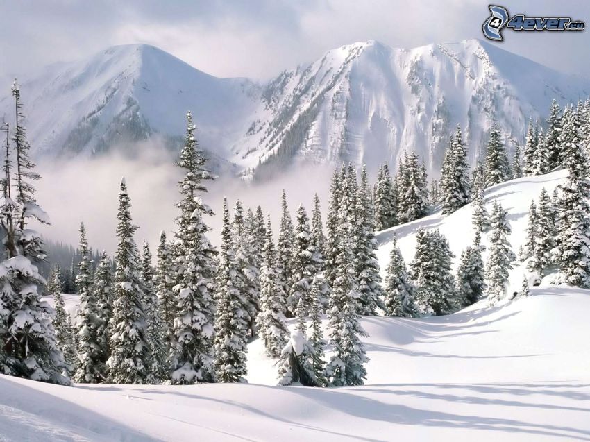 montagne innevate, foresta, neve, inverno