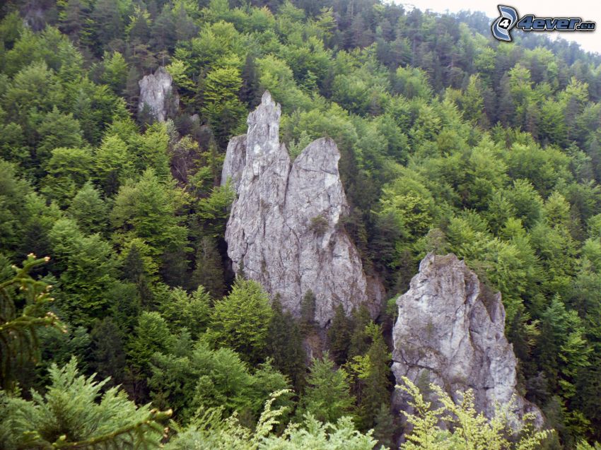 montagne rocciose, alberi di conifere, foresta