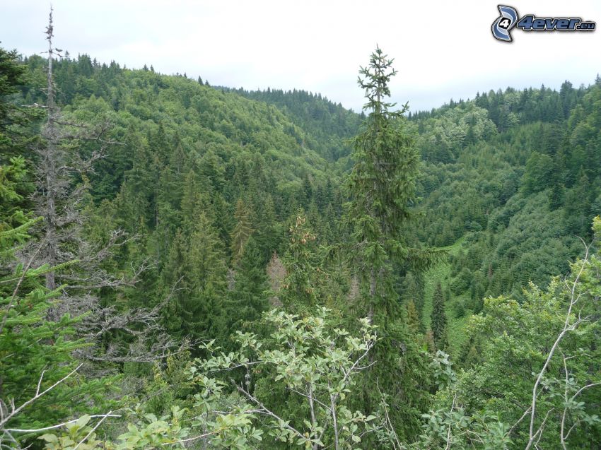 Monti Metalliferi Slovacchi, foresta, alberi di conifere