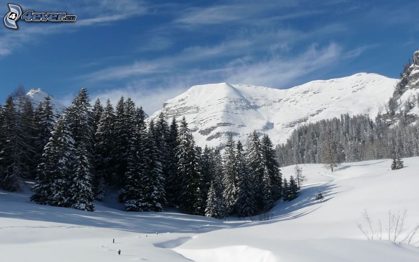 paesaggio innevato, bosco innevato, montagne innevate