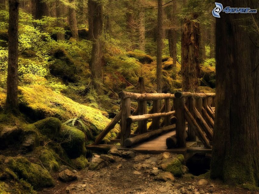 ponte di legno nella foresta, marciapiede, natura