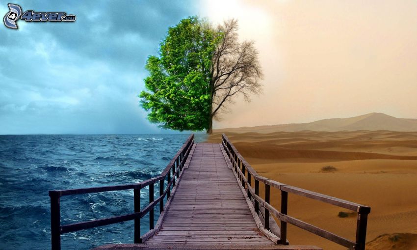 natura, molo di legno, albero, mare, deserto