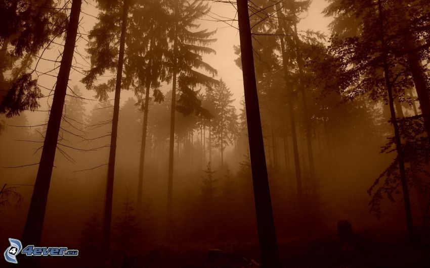 nebbia nella foresta, color seppia