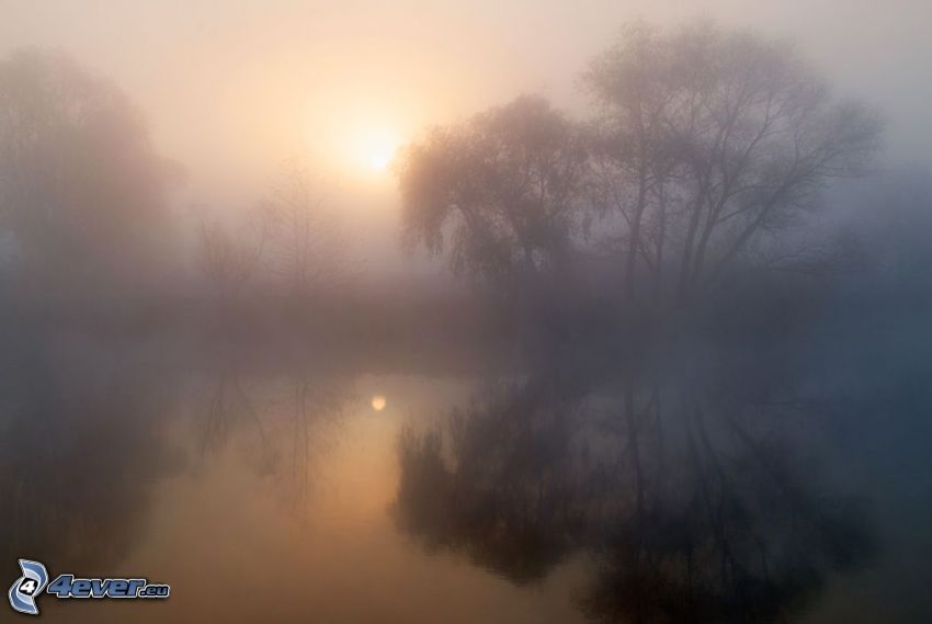 nebbia sopra un lago, alberi, sole debole