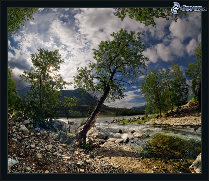 alberi, il fiume, rocce