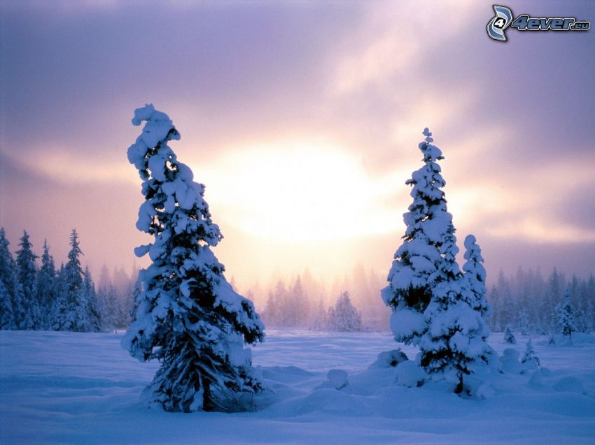 alberi coperti di neve, cielo viola