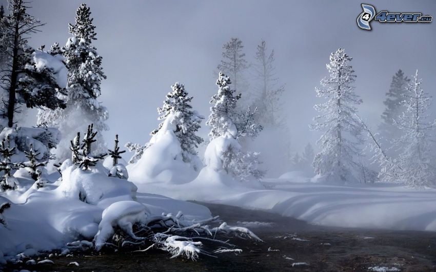 alberi coperti di neve, ruscello
