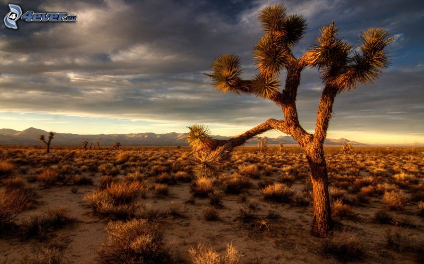 albero nel deserto, nuvole scure