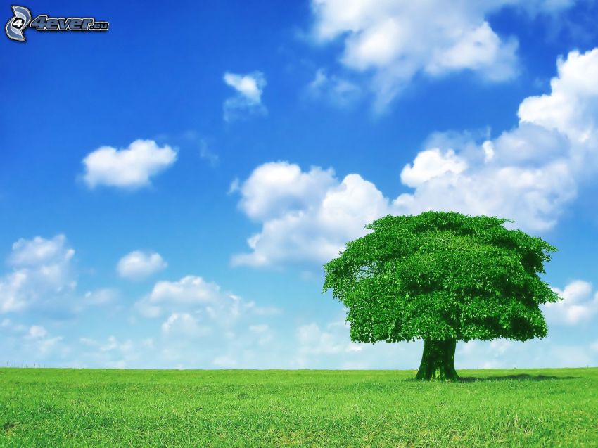 albero solitario, prato verde, nuvole