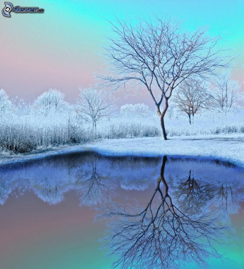 albero sopra un lago, neve
