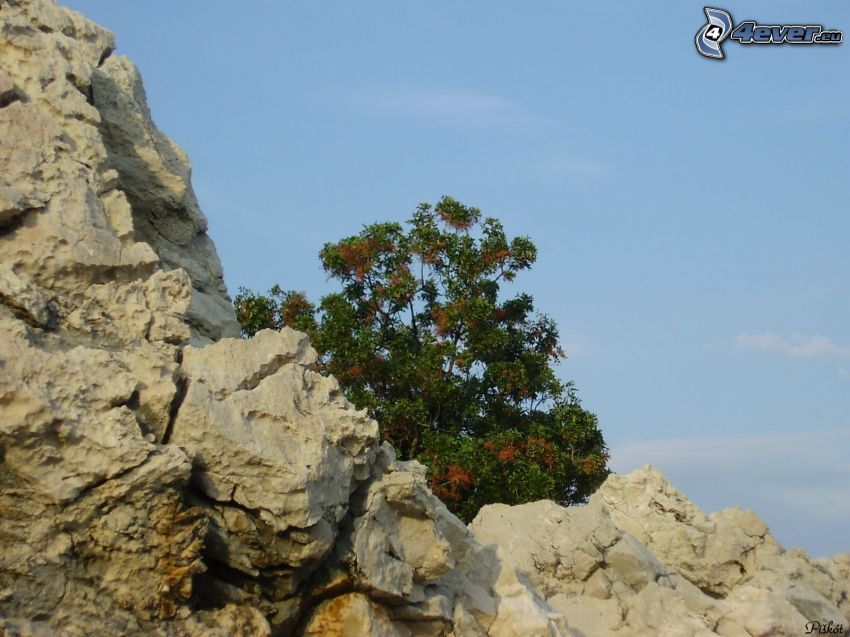 albero sulla roccia