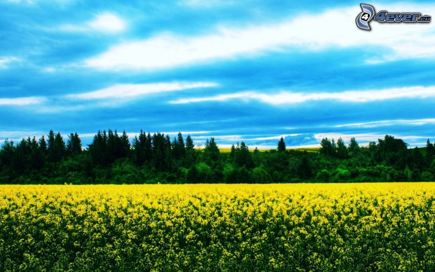 campo, fiori gialli