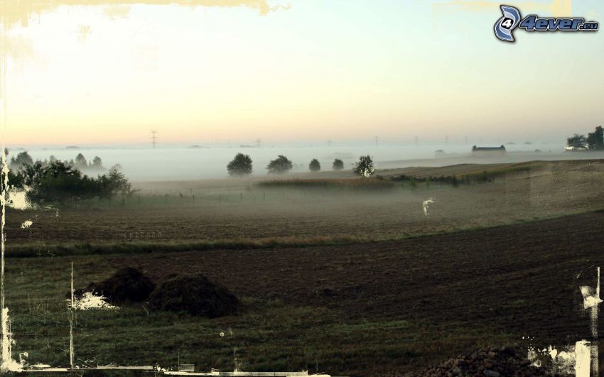 campo, nebbia a pochi centimetri dal terreno