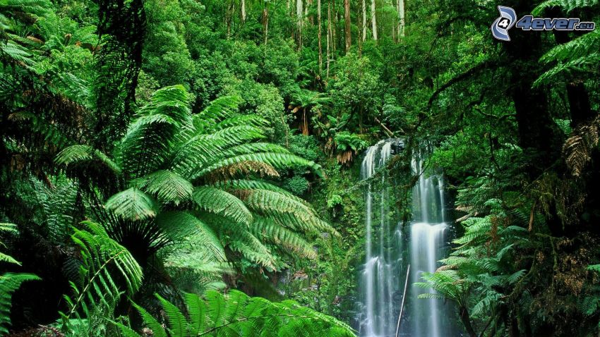 cascata forestale, verde