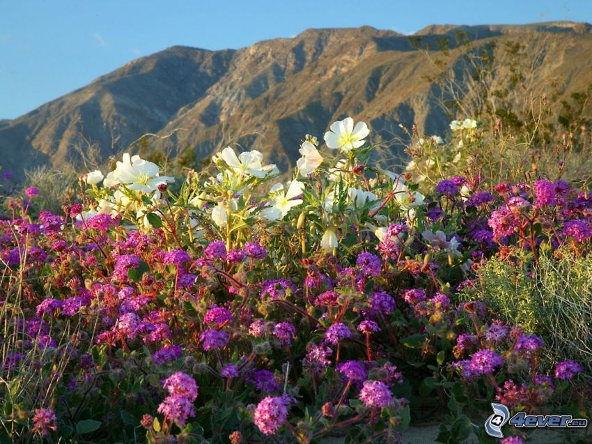 fiori selvatici, veduta, montagne