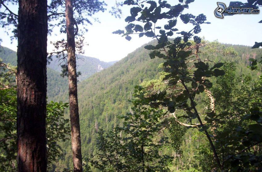 foresta, tronco, alberi, natura, verde, montagna