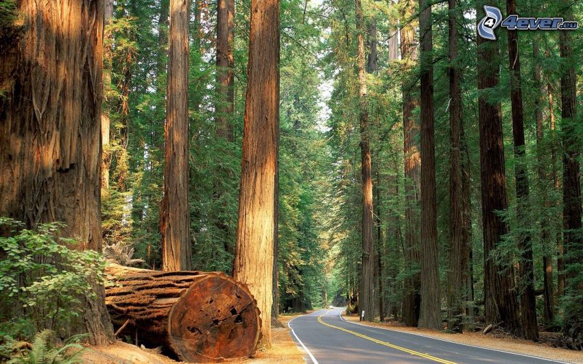 Humboldt Redwoods State Park, USA, il percorso attraverso il bosco, sequoia, foresta, strada