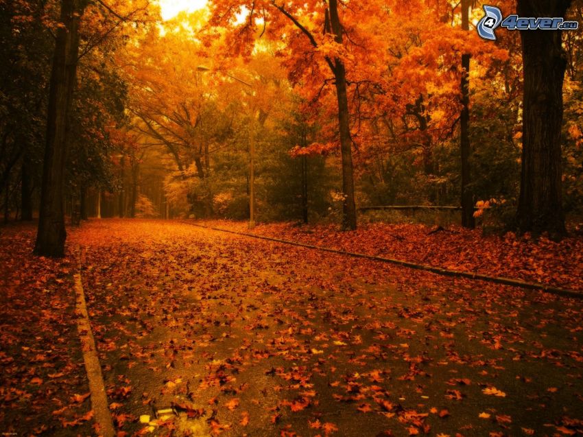 il percorso attraverso il bosco, alberi gialli, foglie secche, autunno, alberi colorati d'autunno