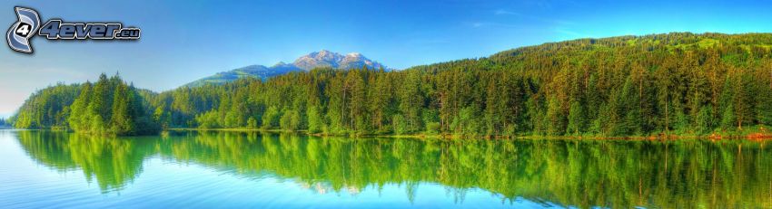 lago, alberi di conifere