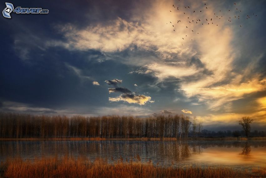Lago nel bosco, cielo scuro, stormo di uccelli