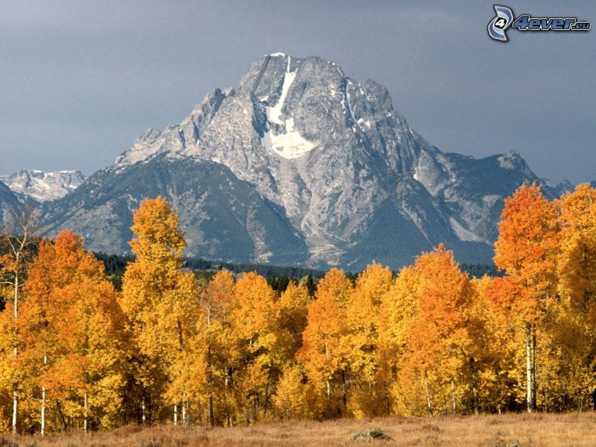 Mount Moran, Wyoming, montagna, alberi gialli