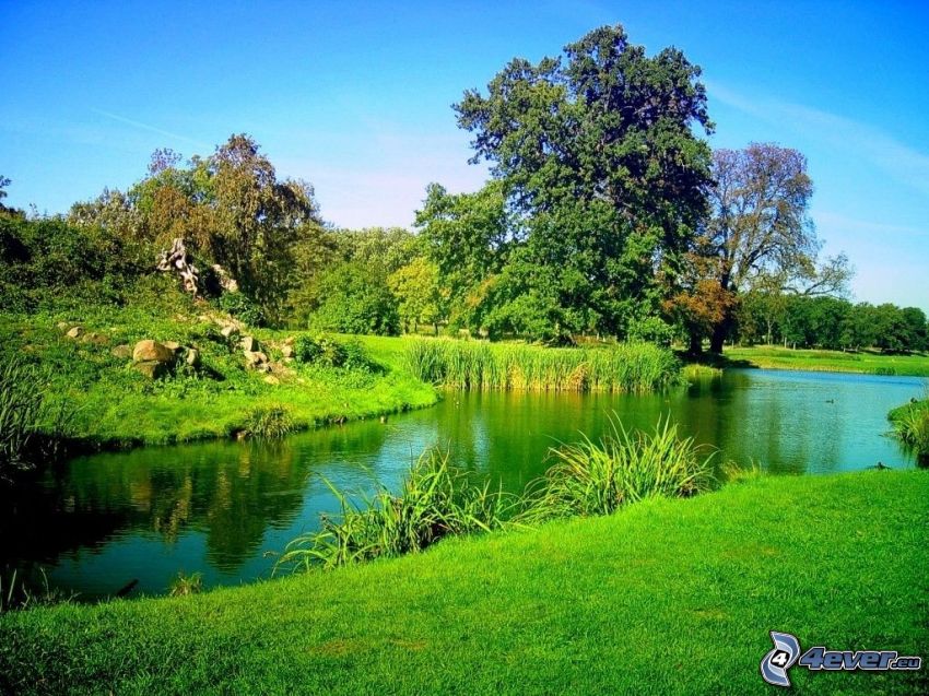 natura verde, parco, lago, albero frondoso, albero sopra un lago