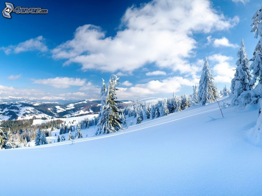 paesaggio innevato, alberi coperti di neve