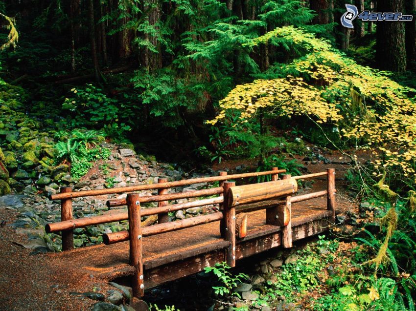 ponte di legno nella foresta, marciapiede