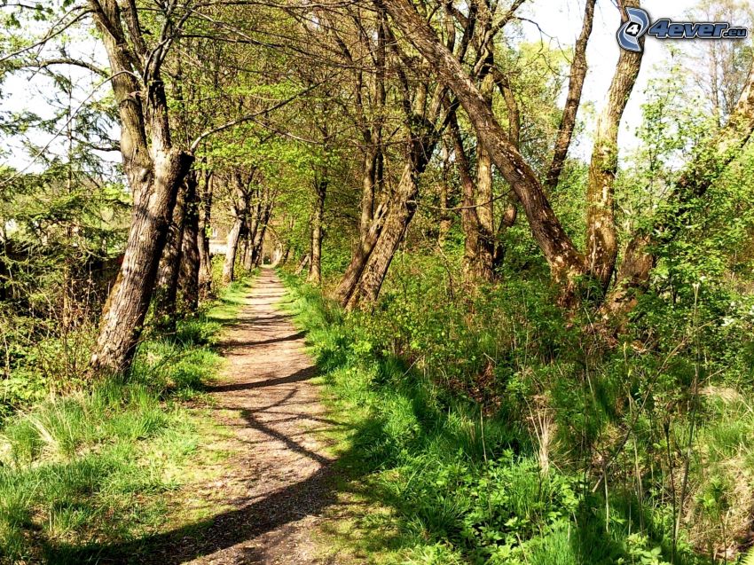 sentiero attraverso la foresta, piantata, verde, alberi