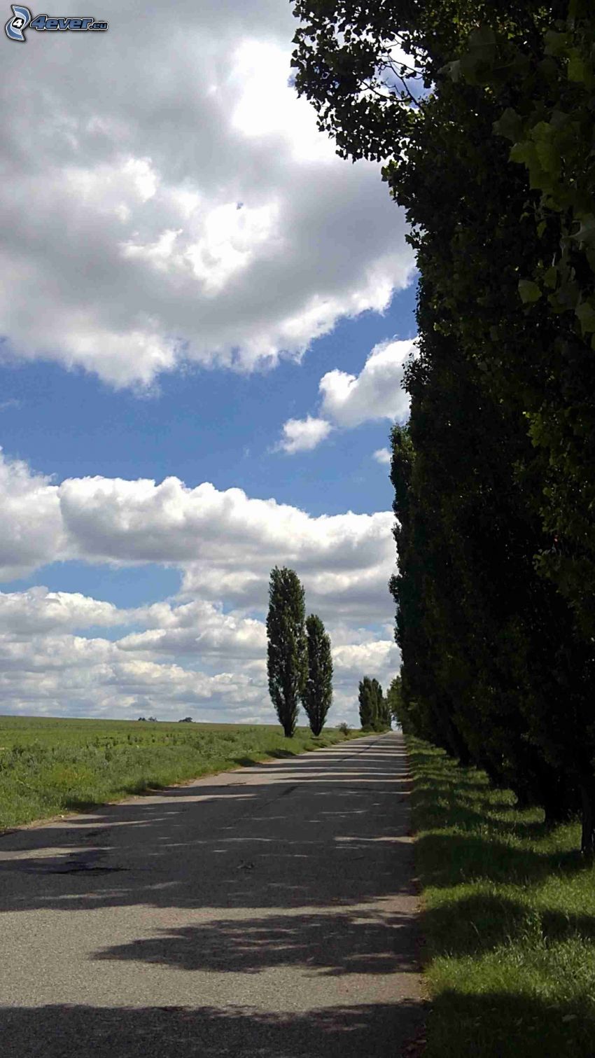 strada, viale albero, nuvole