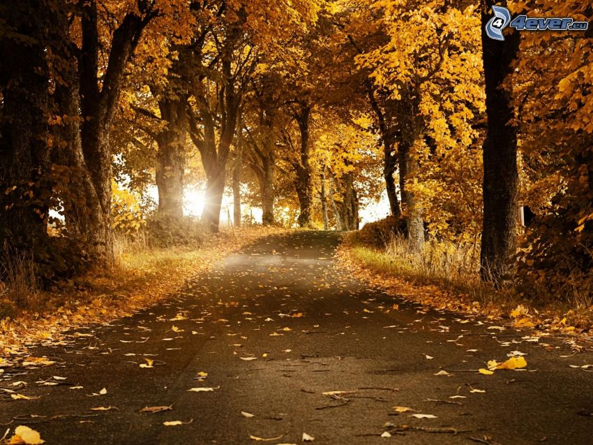 strada di autunno sotto gli alberi, foresta, foglie gialle