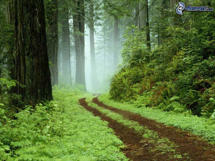 strada forestale, verde, foresta, alberi, nebbia a pochi centimetri dal terreno