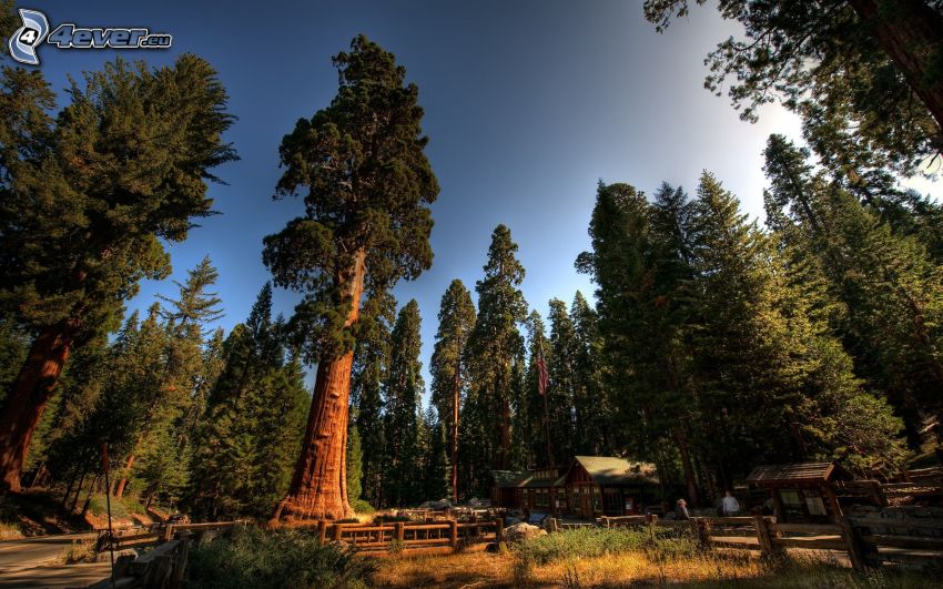 Parco nazionale di Sequoia, alberi di conifere, sequoia