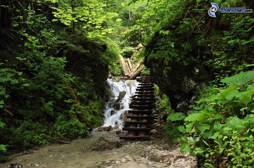 parco nazionale Slovensky raj, scala, cascata nella foresta