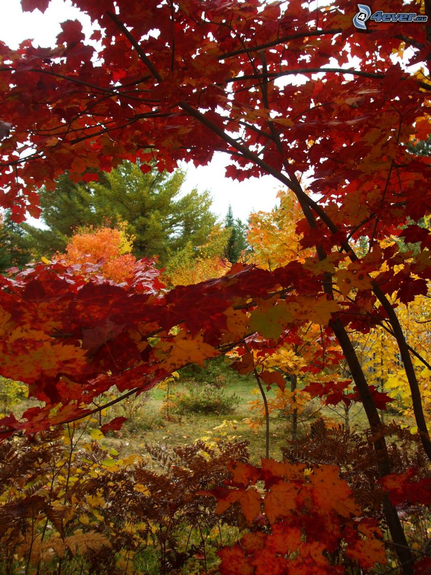 alberi autunnali, foglie rosse