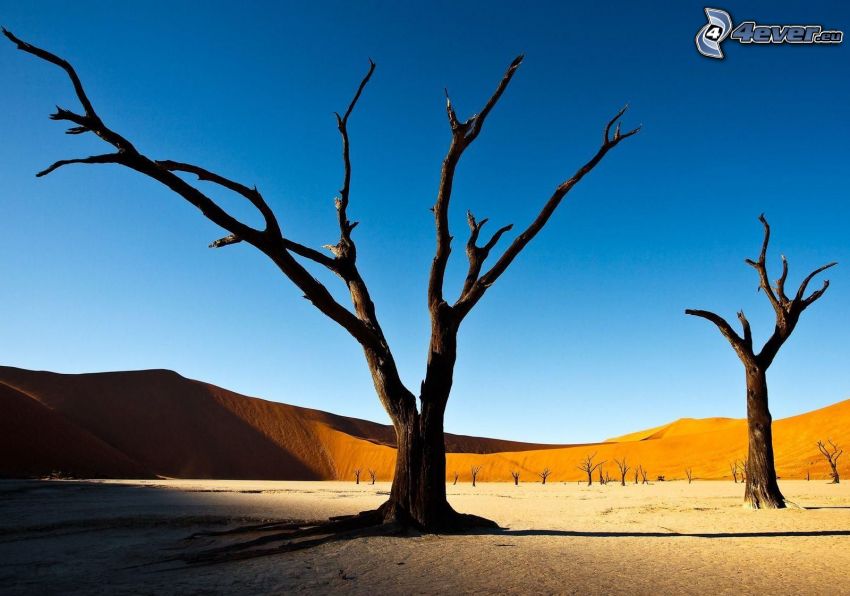 alberi secchi, deserto