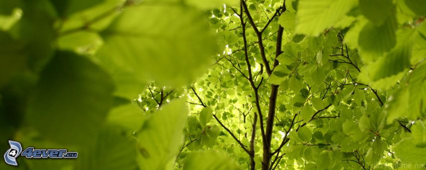 Alberi verdi, foglie